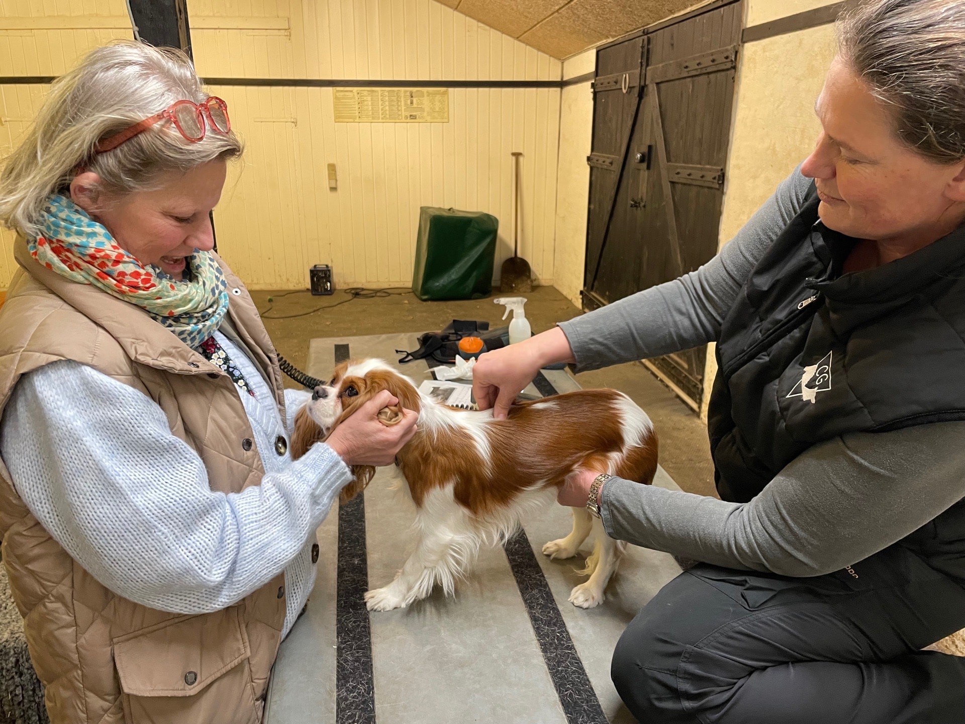 servicehunden Zoya til tjek jos dygtige hunde kiropraktor Camilla Gregersen